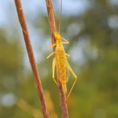 Prairie Tree Cricket thumbnail 2