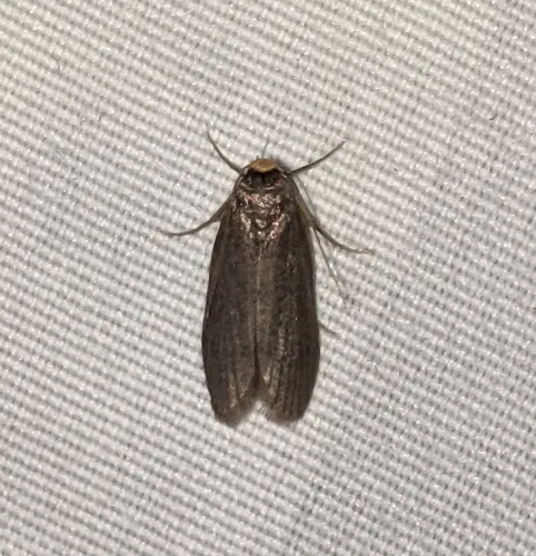 Lesser Wax Moth