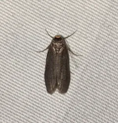 Lesser Wax Moth thumbnail 1