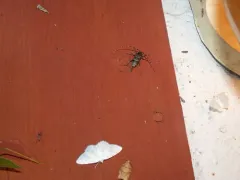 Obsolete Longhorned Beetle thumbnail 4