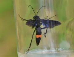 Poecilopompilus algidus thumbnail 3