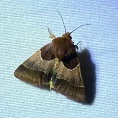 Arcigera Flower Moth thumbnail 3