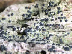 Shadow Dot Lichen thumbnail 4