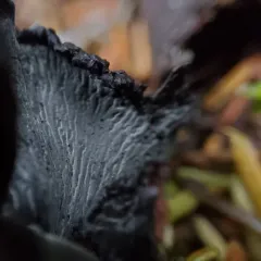 Polyozellus purpureoniger thumbnail 4