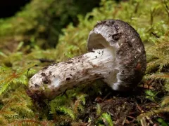 Hygrophorus inocybiformis thumbnail 1