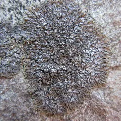 Dark Shadow Lichen thumbnail 3