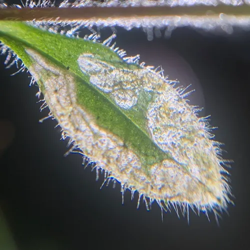 Pegomya flavifrons