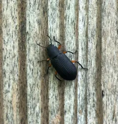 Haplandrus fulvipes thumbnail 4