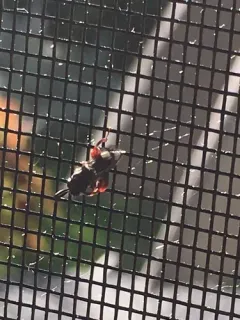 Brachymeria podagrica thumbnail 3