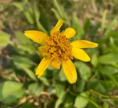 Subalpine Arnica thumbnail 2