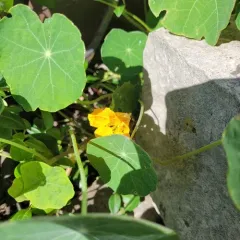 garden nasturtium thumbnail 3