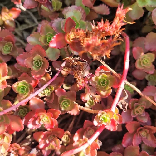 Caucasian Stonecrop