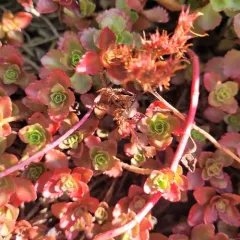 Caucasian Stonecrop thumbnail 1