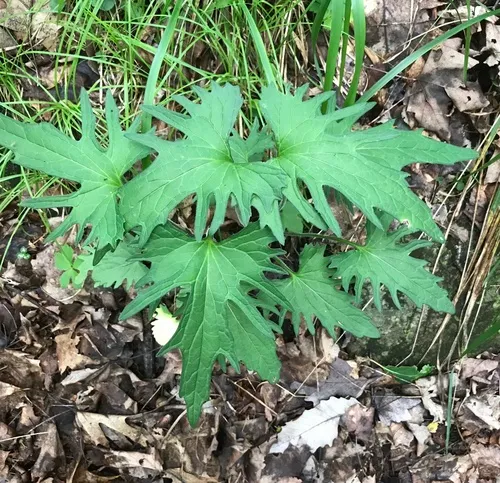 wavy-leaved violet