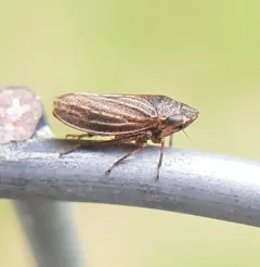 Anoscopus flavostriatus thumbnail 2