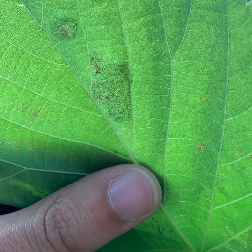 Stigmella argentifasciella