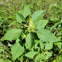 Redroot Amaranth thumbnail 4