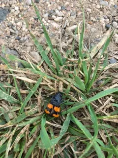 Nicrophorus hybridus thumbnail 3