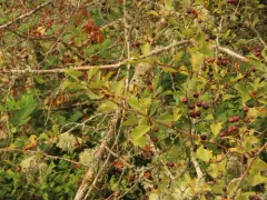 Castlegar Hawthorn thumbnail 3