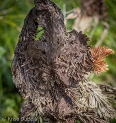 Brown Felt Blight thumbnail 3