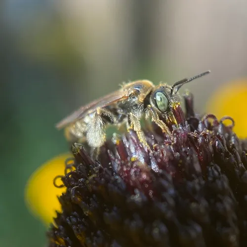 Protandrena rudbeckiae