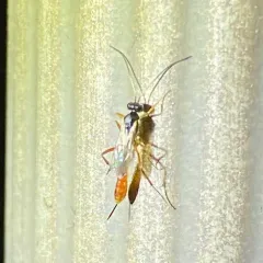 Cymodusa distincta thumbnail 2
