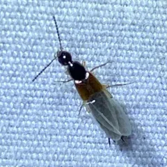 Philonthus rufulus thumbnail 2