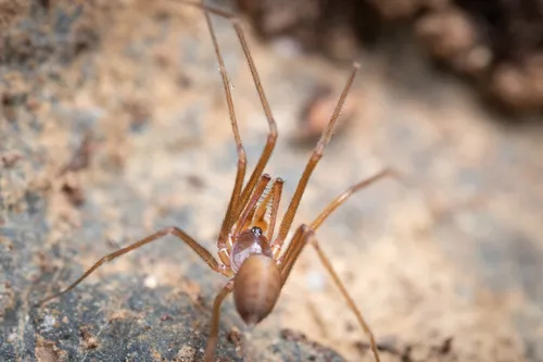 Calileptoneta helferi