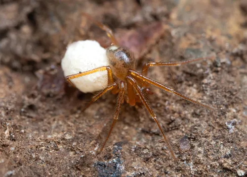 Silvestri's Cave Spider