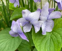 alaska violet thumbnail 2