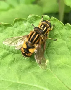 Northwestern Marsh Fly thumbnail 3
