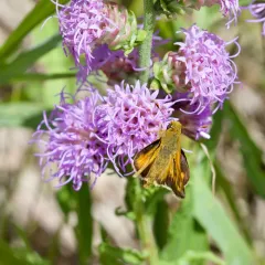 Leonard's Skipper thumbnail 2