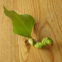 Poplar Spiral Gall Aphid thumbnail 4