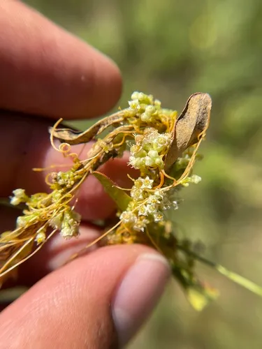Five Angled Dodder