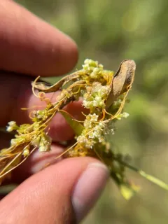 Five Angled Dodder thumbnail 1