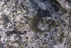 Eyed Brownette Lichen thumbnail 3
