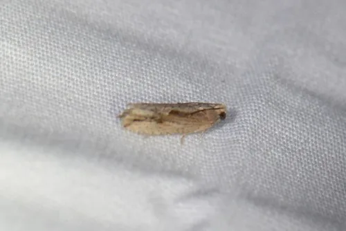 Bayberry Leaftier Moth