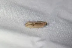 Bayberry Leaftier Moth thumbnail 1