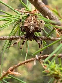 Gem-shaped Orbweaver thumbnail 4