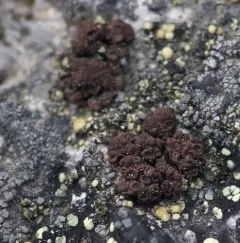 Greater Rockbud Lichen thumbnail 2