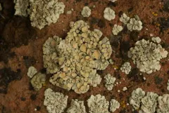 Peltate Rimmed Navel Lichen thumbnail 3