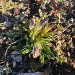 Arctic Gentian thumbnail 2
