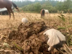 Panaeolus antillarum thumbnail 3