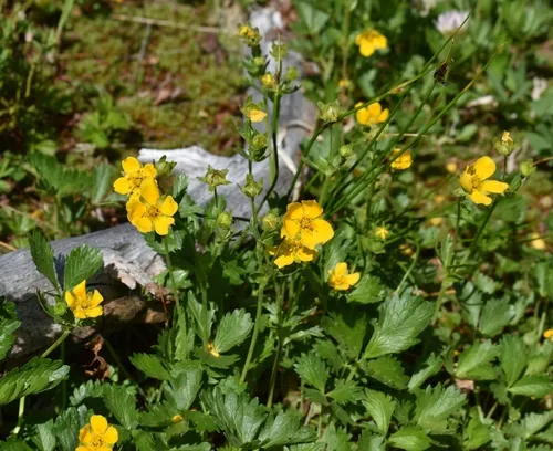 Drummond's cinquefoil