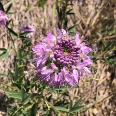 Rocky Mountain Beeplant thumbnail 2