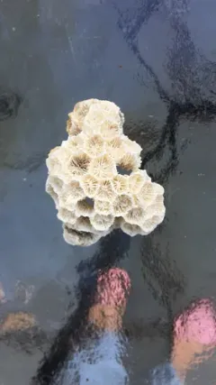 Northern Star Coral thumbnail 2