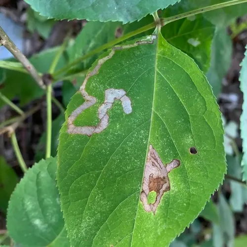 Phytomyza aralivora