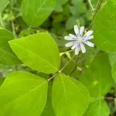 woodland lettuce thumbnail 2