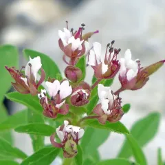 redwhisker clammyweed thumbnail 3