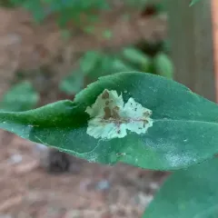 Calycomyza promissa thumbnail 2